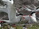 south american tern